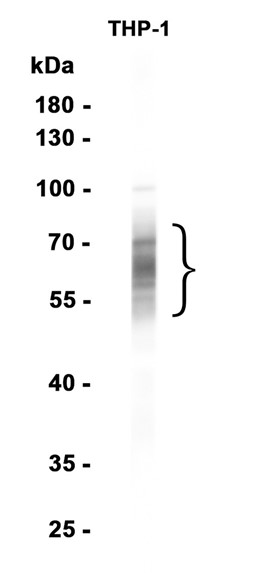 AYD15659
