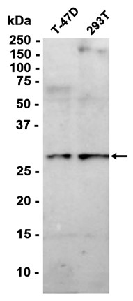 AYD15910