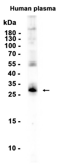 AYD13469