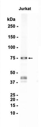AYD12895