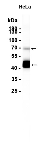 AYD13759