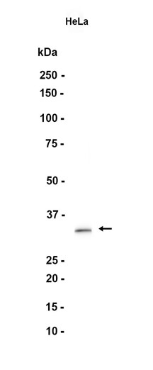 AYD12526