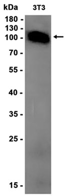AYD13573