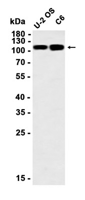 AYD13195