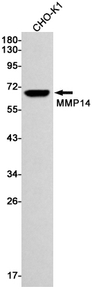 AYD11833