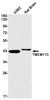 AYD11808