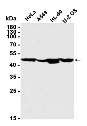 AYD12902