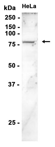 AYD15480