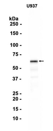 AYD13141