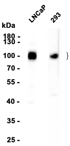 CD276 (YD16711) Rabbit mAb