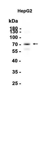AYD15244