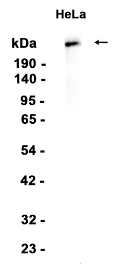 AYD14226