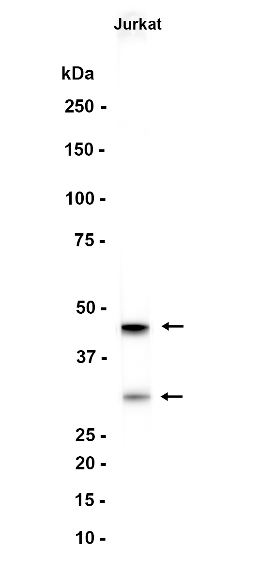AYD13352