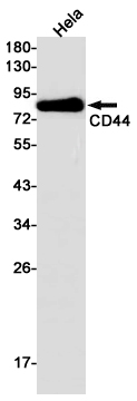AYD14136