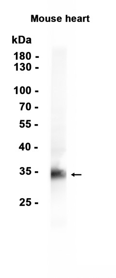 AYD13596