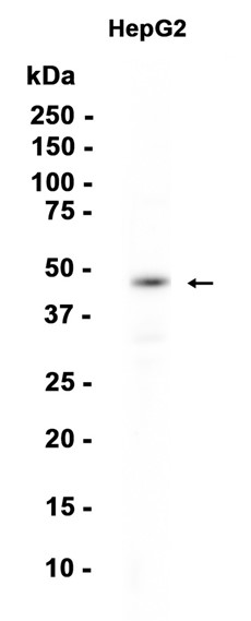 AYD14685