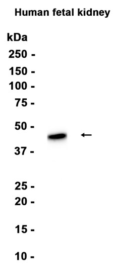 AYD13272