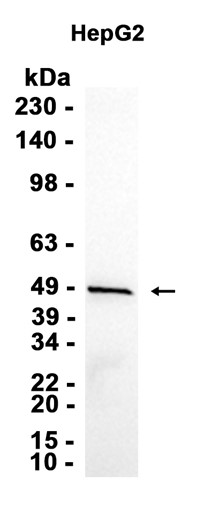 AYD13472