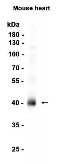AYD14131
