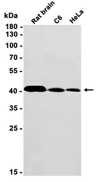 AYD13161