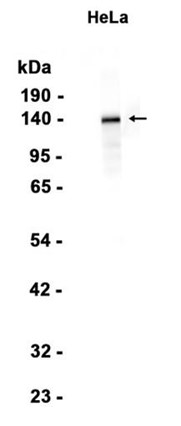 AYD12439