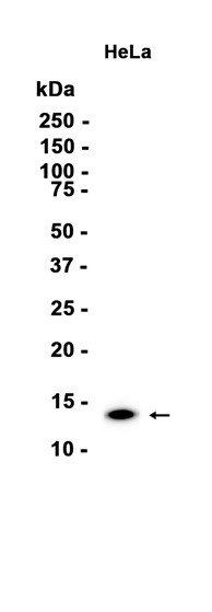 AYD12673