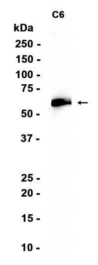 AYD13369