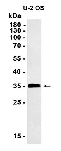 AYD13892