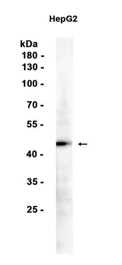 AYD13238
