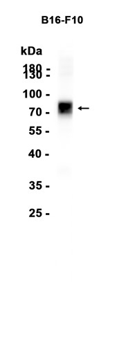 AYD12927