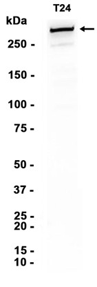 AYD11887