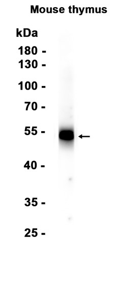 CD4 (YD32151) Rabbit mAb