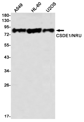 AYD11637