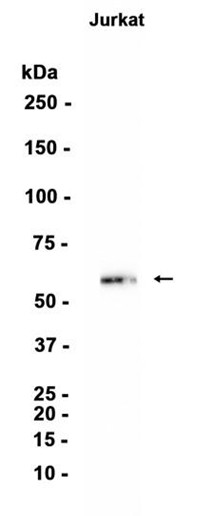 AYD13669