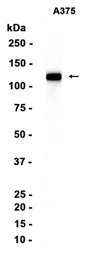 AYD12516