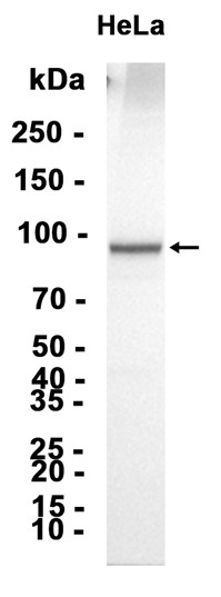 AYD11465