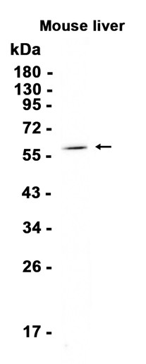 AYD15858