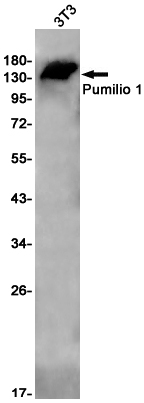 AYD13306