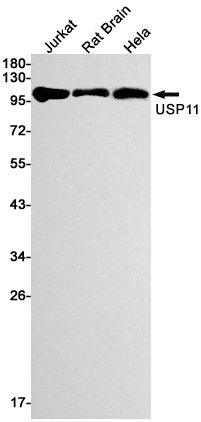 AYD12135