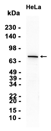 AYD14884