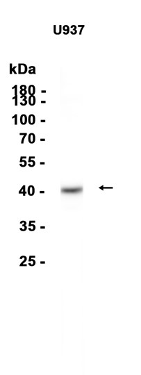 AYD13875