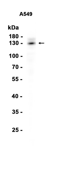 AYD15185