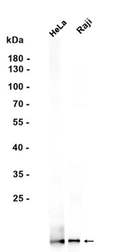 AYD12105