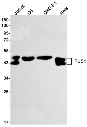 AYD13451