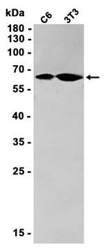 Src (YD18423) Rabbit mAb