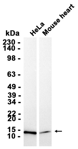 AYD15536