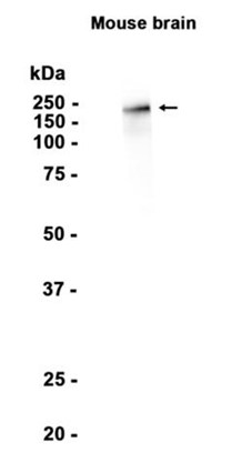 AYD13519