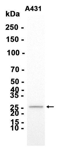 AYD13445
