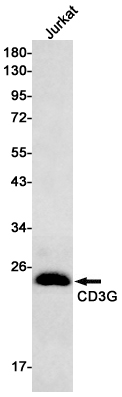 AYD12032