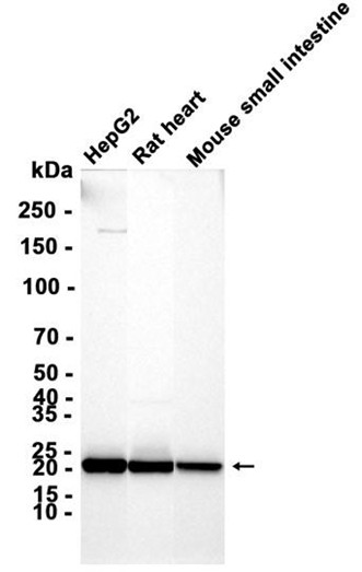 Peroxiredoxin 2 (YD32139) Rabbit mAb